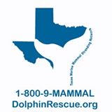 texas marine mammal stranding network